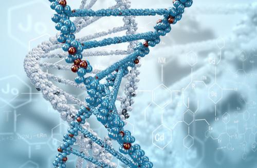 β地中海贫血常见基因类型及其组合与疾病轻重的关系