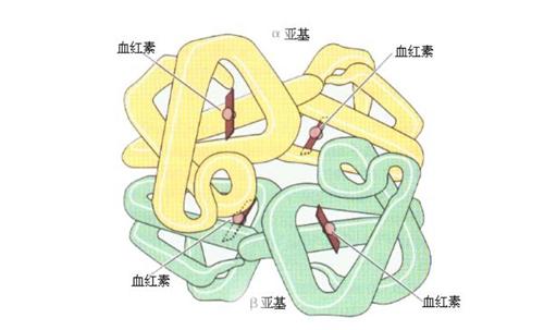 正常的血红蛋白