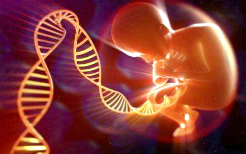 基因与胚胎