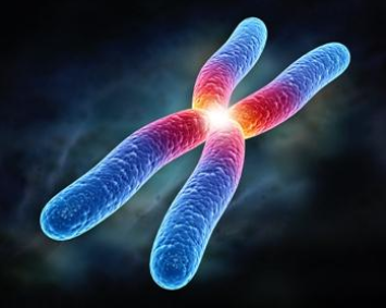 常见染色体异常遗传病 波托茨基-谢弗综合症