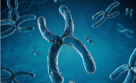 染色体异常遗传病 帕利斯特-基利安混合型综合症