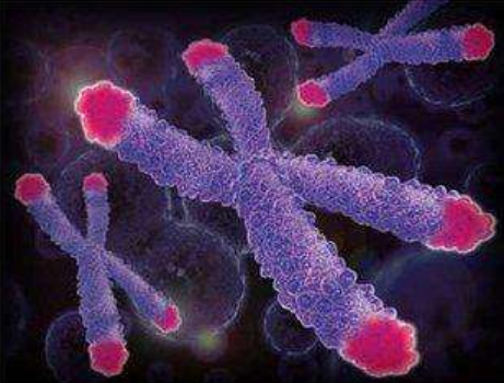 染色体异常遗传病 14号环形染色体综合症