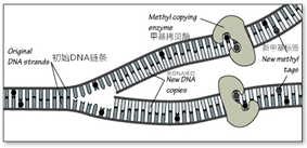 子细胞可获取遗传信息