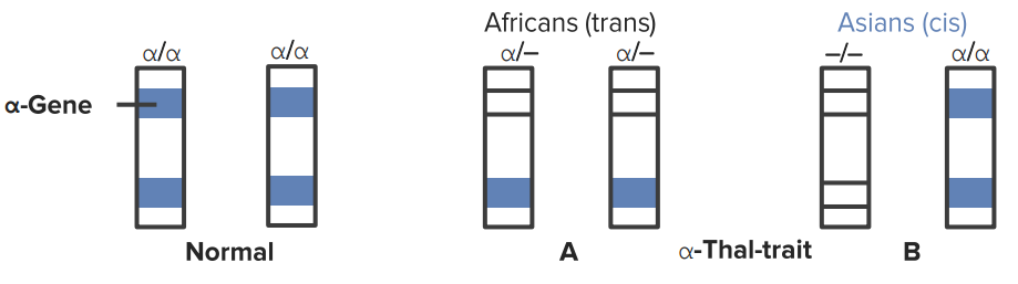 thalassemia GENE α地贫基因型