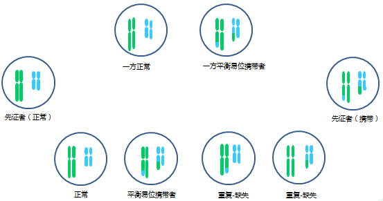染色体平衡罗氏易位