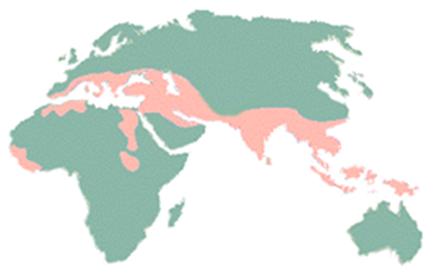 世界上哪些人容易得α地中海贫血