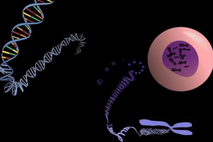 常见染色体异常遗传病 神经母细胞瘤