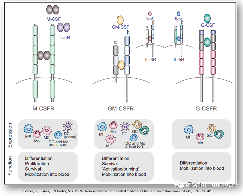 GM-CSF功能、炎症、抗体药物