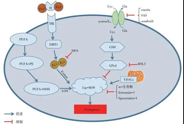 铁死亡与乳腺癌治疗相关性的研究进展
