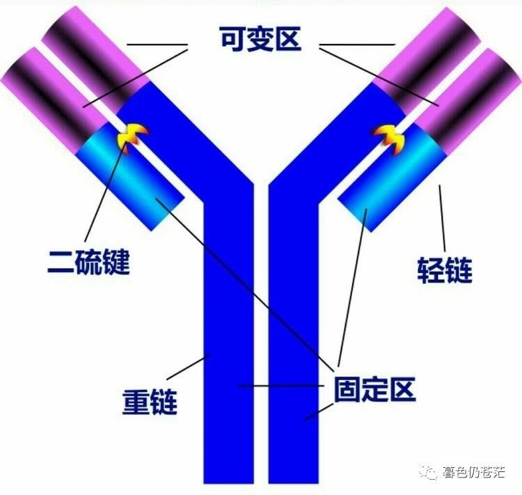 特异免疫系统的多样性机理
