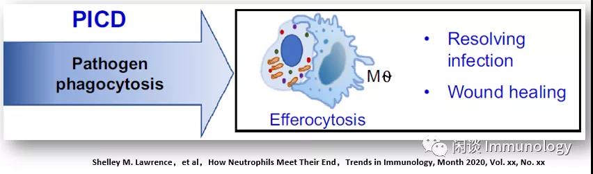 中性粒细胞的多种死亡模式