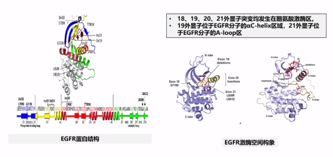 19外显子缺失患者一线使用奥希替尼或将赢得有生存质量的三年半！