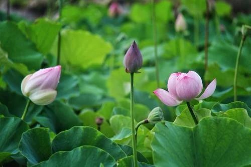 2020年最美医生 先进事迹发布