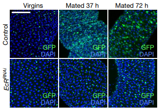 性激素可调控干细胞和肠道肠癌