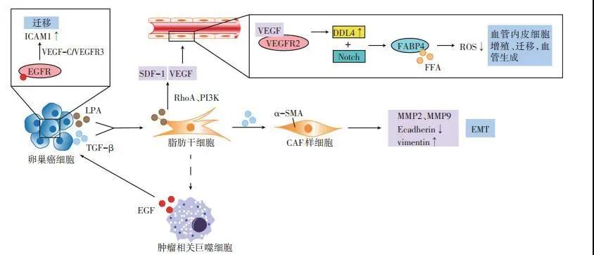脂肪细胞与脂肪来源的干细胞在卵巢癌嗜脂性转移中的作用