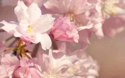 决战脱贫攻坚 共创美好生活     第八届慈展会组委会视频会议召开