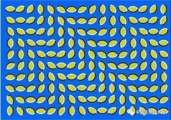 眼睛为什么会“欺骗”我们？耶鲁科学家在“复眼”中发现惊人线索