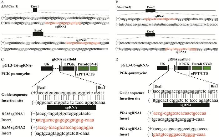 利用Cas9 RNP技术制备B2M和PD-1高效率双基因敲除的人原代T淋巴细胞