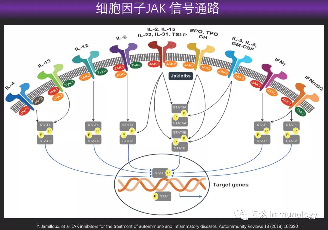特应性皮炎小分子药物梳理