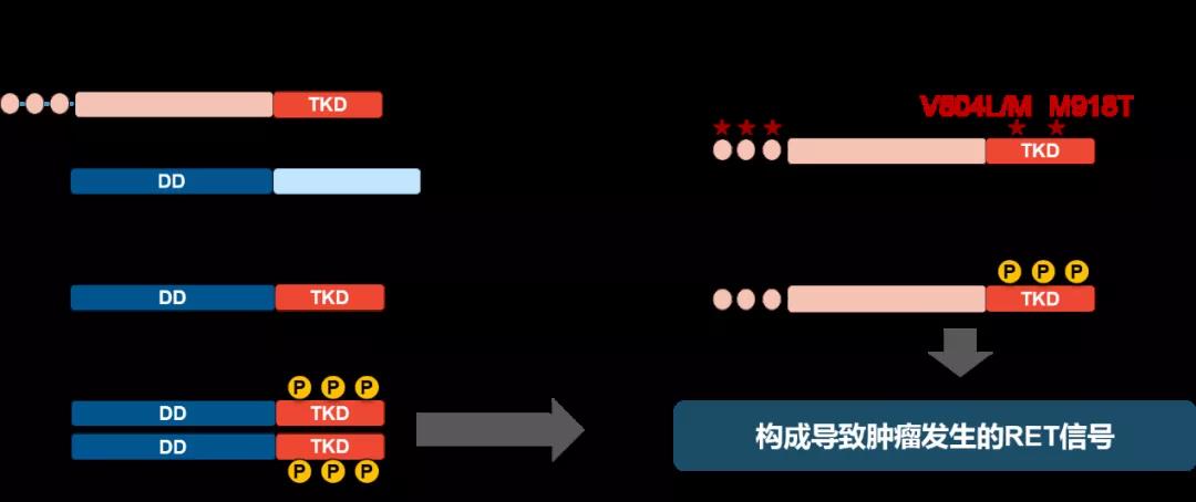分子检测助力RET融合阳性非小细胞肺癌的精准治疗