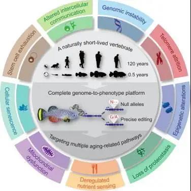 一文解读免疫与衰老