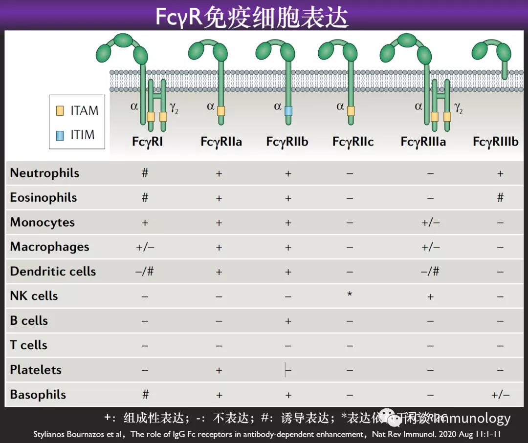 ADE效应免疫学基及抗体疫苗开发