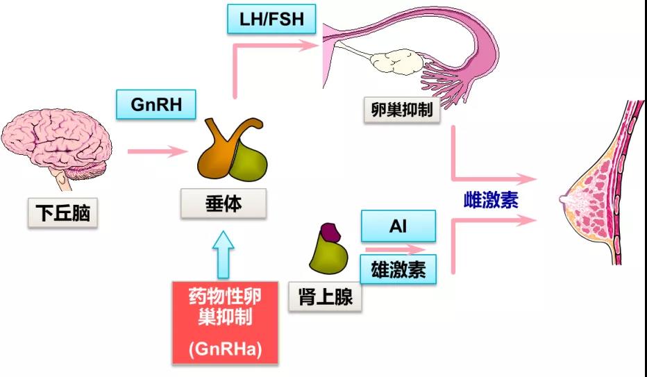 双管齐下 疗效显著    HR 早期乳腺癌内分泌治疗渐入加境