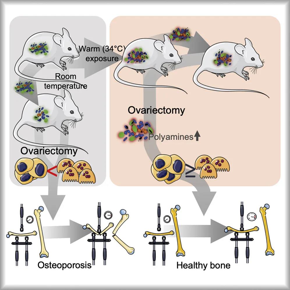 温暖环境中肠道菌群可促进骨骼强壮