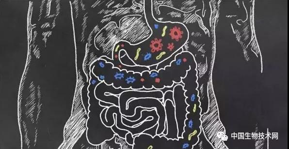 听说：肠道菌群还能调节血糖？Science揭示这群微生物的神奇作用