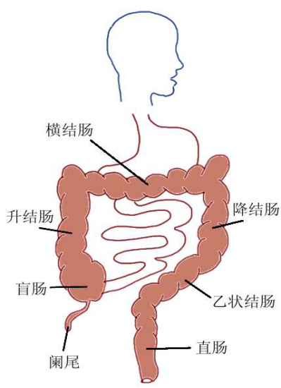 结肠癌又上榜  早期筛查很有必要！