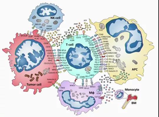 周彩存教授  肺癌治疗不要只盯着 PD-1/PD-L1 看看这些新靶点 !