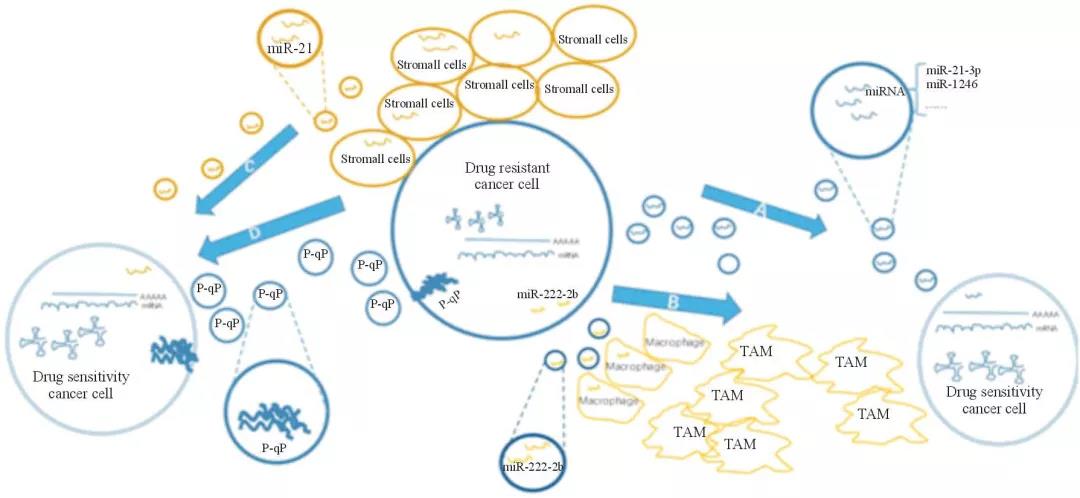 外泌体与卵巢癌耐药关系的研究进展