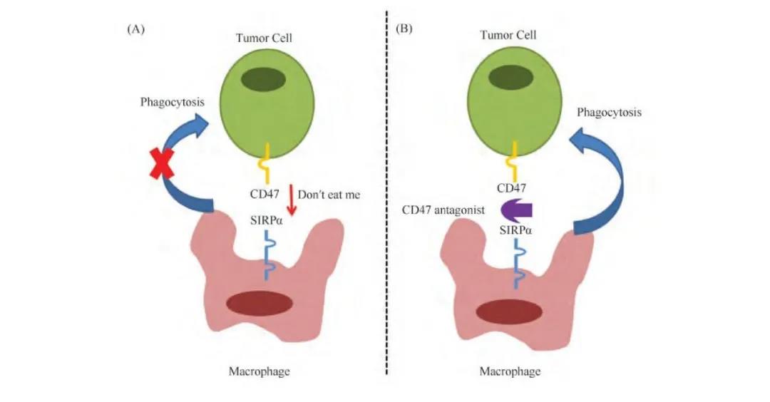 CD47拍了拍SIRPα  并留言自己人别吃我！