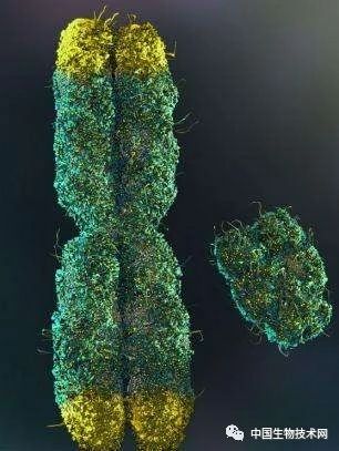 垃圾食品夺走了端粒长度   让人老得更快！