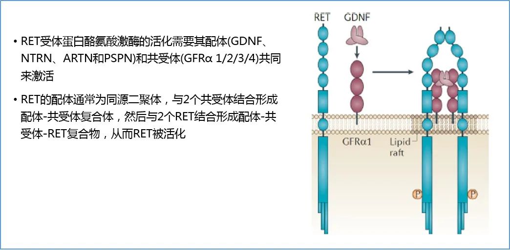 简红教授  全面解读NSCLC精准靶向治疗的新靶点—RET融合