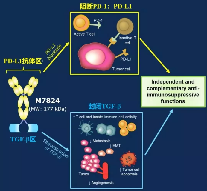 没有最好, 只有更好: “闲不住”的科学家在研发新型PD-1抗体