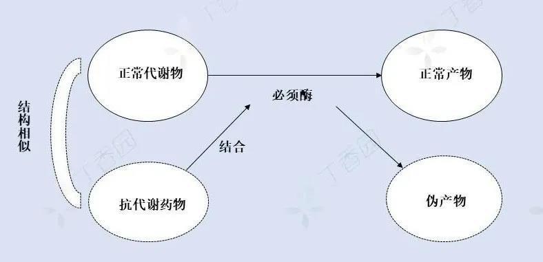 主任提问：抗代谢类抗肿瘤药有哪些，你知道吗？