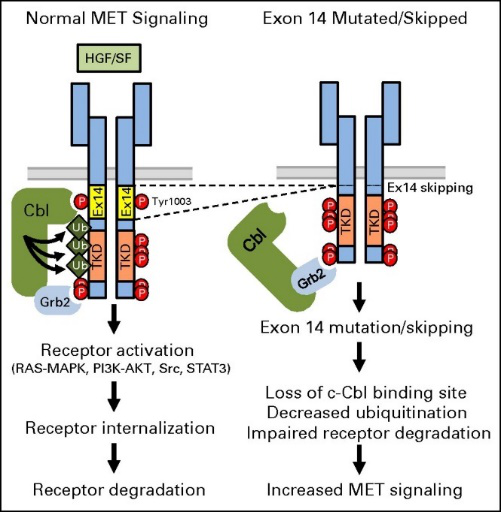为何肺癌靶向治疗这么难？你可能需要了解这个信号通路！
