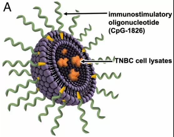 新型乳腺癌疫苗：减小肿瘤，防止复发
