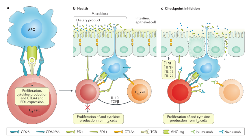 免疫检查点抑制剂的胃肠道毒性  机制    症状   治疗