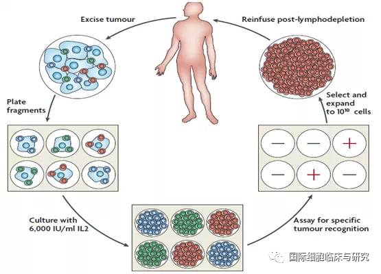 肿瘤浸润淋巴细胞TILs临床疗效评价
