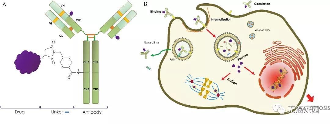 难治性肿瘤遇上强敌 多款ADC抗癌药玩转靶向+化疗 精准爆破癌细胞！