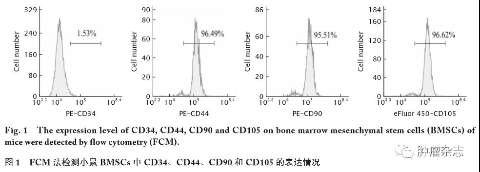 携带miR-196b-5p的骨髓间充质干细胞来源外泌体对结肠癌细胞耐药性的影响