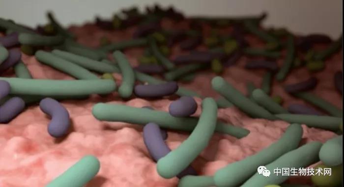 Gut 用肠道有益菌打通肠-脑轴 恢复葡萄糖代谢