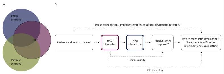 如何精准应用PARP抑制剂？最新ESMO官方建议来了