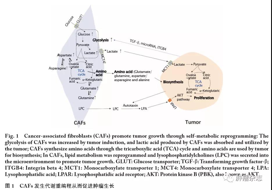 肿瘤相关成纤维细胞的代谢重编程及其对肿瘤代谢重编程的调节