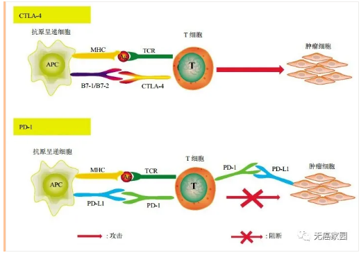 让子弹再飞会儿 联合免疫疗法对抗多种实体瘤 抗癌后劲持久！