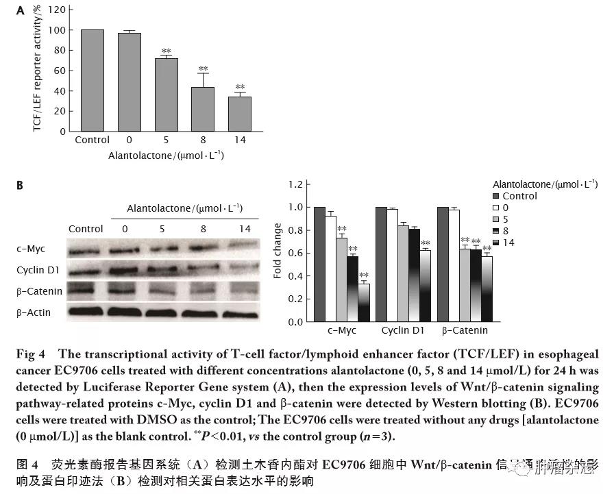 土木香内酯抑制食管癌EC9706细胞的增殖、迁移和侵袭并促进其凋亡