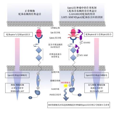 EphA2在鼻咽癌致病过程中的作用及治疗靶点展望