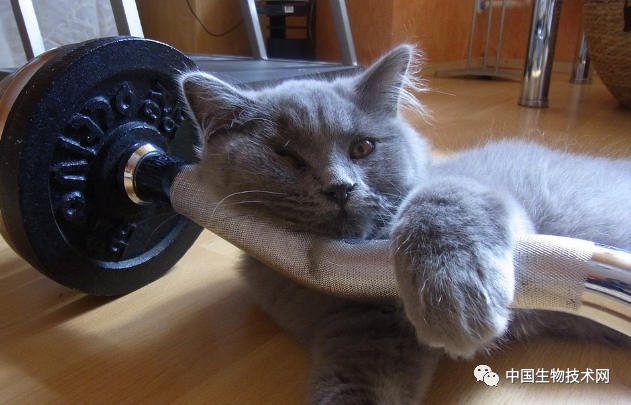 不用左手右手一个慢动作了：仅一只胳膊撸铁，两只胳膊能双双受益